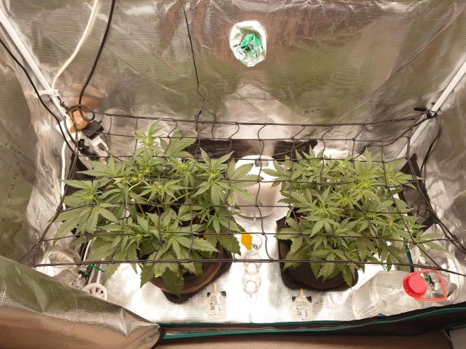 Growmix. Week 5