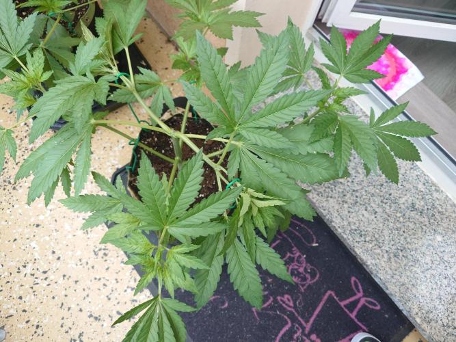 Watermelon - Out and In. Week 6