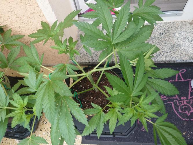 Watermelon - Out and In. Week 6