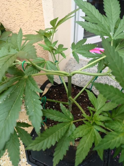 Watermelon - Out and In. Week 6