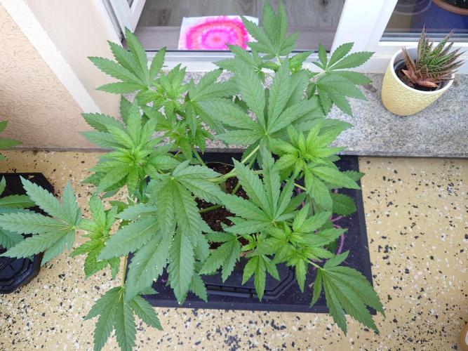 Watermelon - Out and In. Week 6