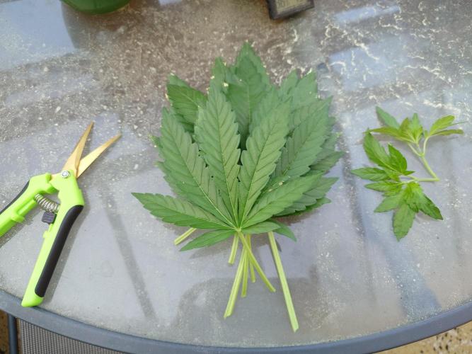 Watermelon - Out and In. Week 6