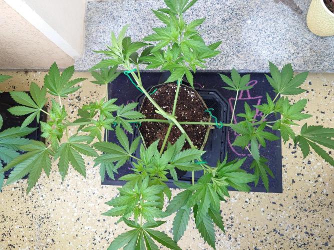 Watermelon - Out and In. Week 6