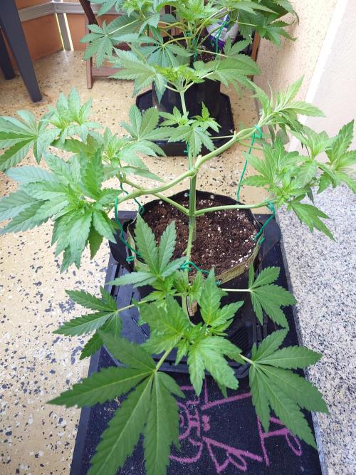 Watermelon - Out and In. Week 6