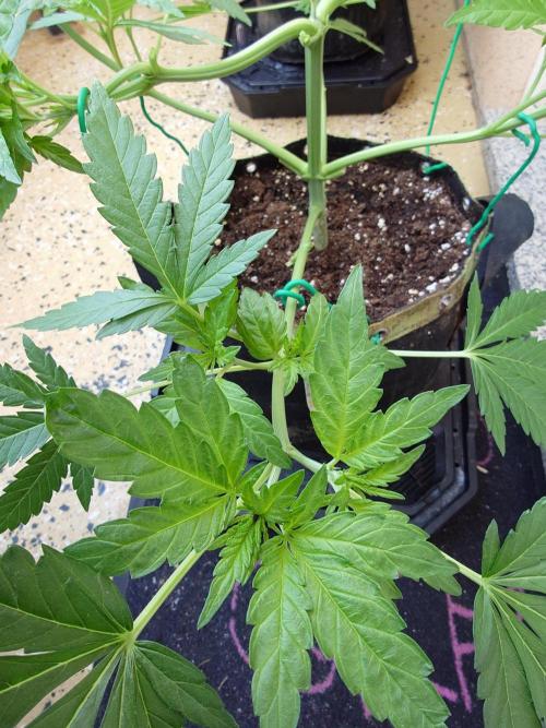 Watermelon - Out and In. Week 6