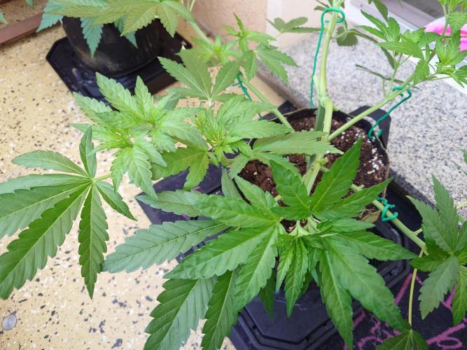 Watermelon - Out and In. Week 6