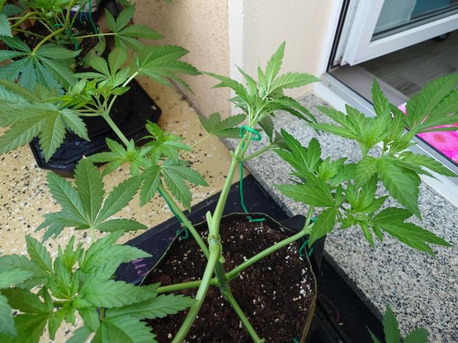 Watermelon - Out and In. Week 6