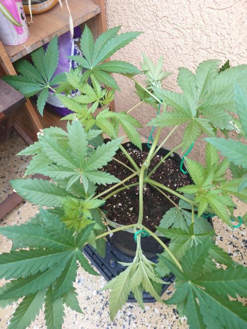 Radical Juice - Out and In. Week 6