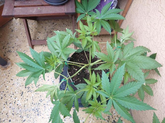 Radical Juice - Out and In. Week 6