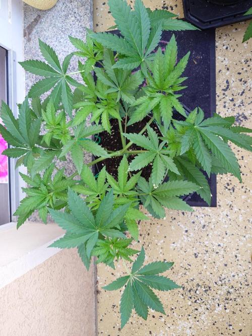 Radical Juice - Out and In. Week 6