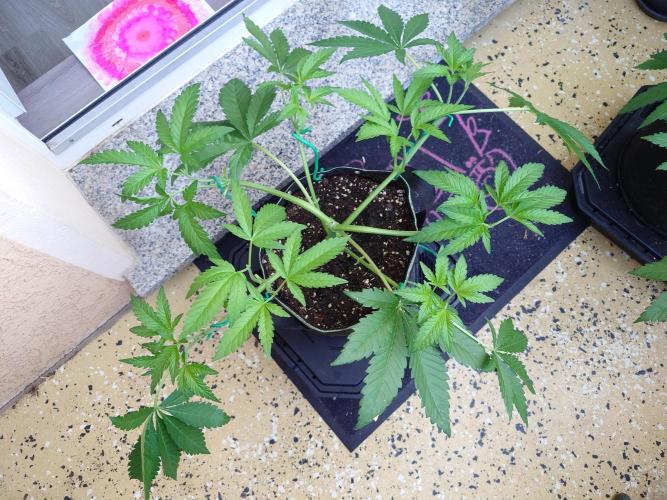 Radical Juice - Out and In. Week 6