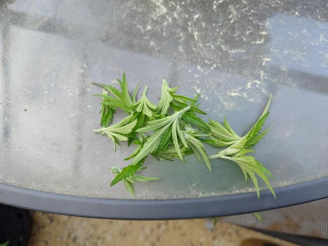 Radical Juice - Out and In. Week 6