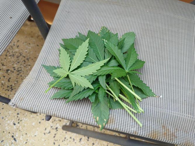 Radical Juice - Out and In. Week 6