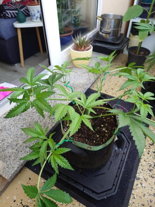 Radical Juice - Out and In. Week 6