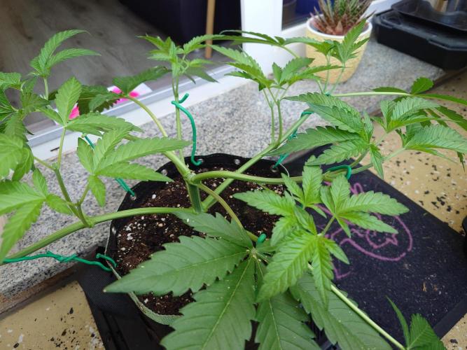 Radical Juice. Week 6
