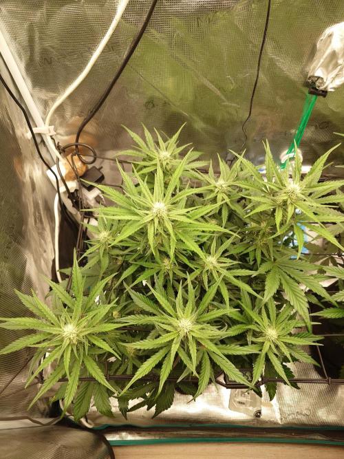Guava Runtz - Indoor. Week 6