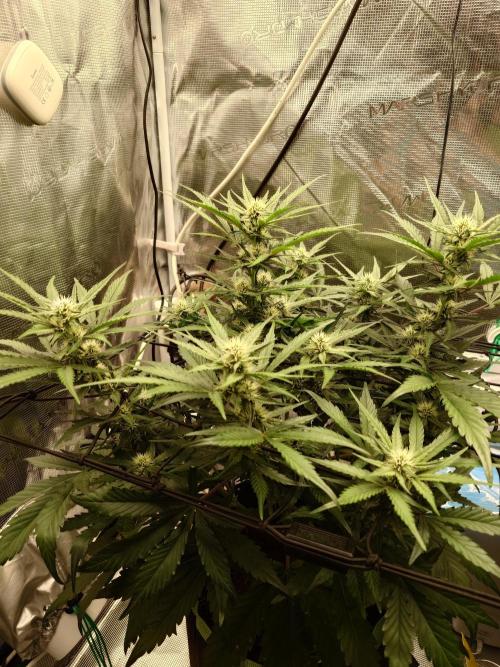 Guava Runtz - Indoor. Week 6