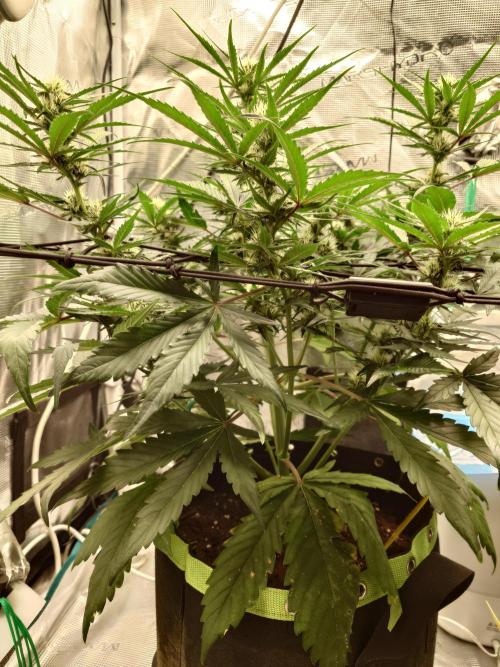 Guava Runtz - Indoor. Week 6