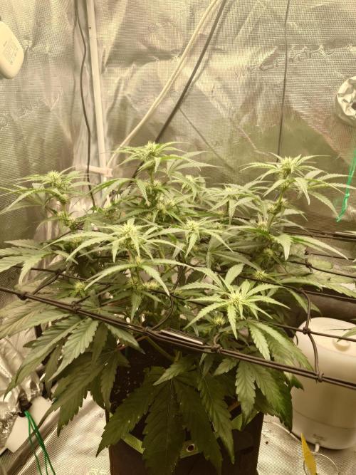 Guava Runtz - Indoor. Week 6