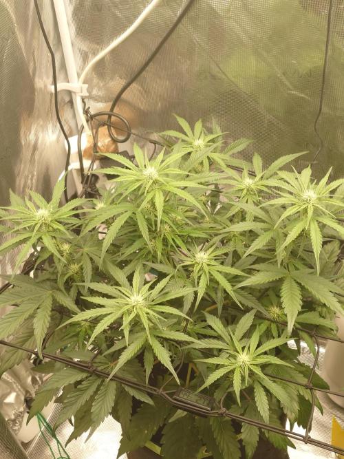 Guava Runtz - Indoor. Week 6