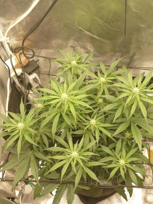 Growmix. Week 6