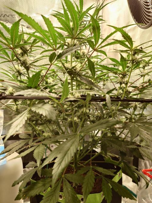 Guava Sundae - Indoor Grow. Week 6