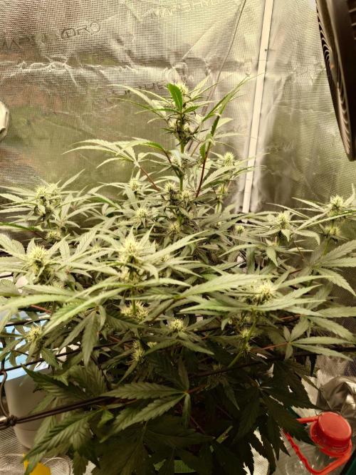 Guava Sundae - Indoor Grow. Week 6