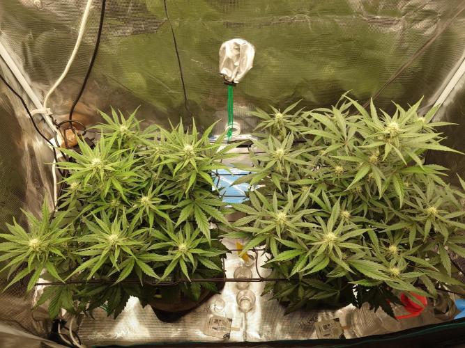 Guava Sundae - Indoor Grow. Week 6