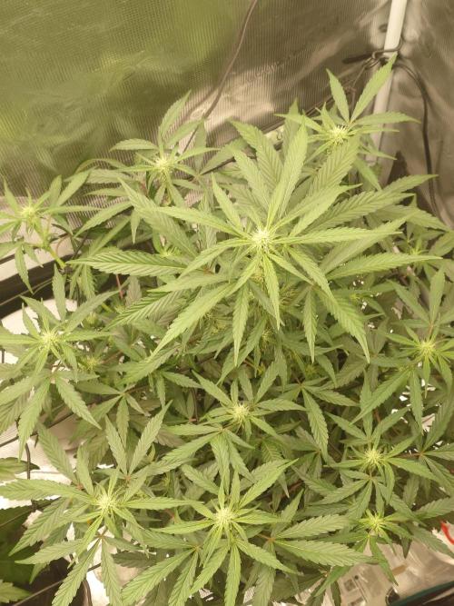 Guava Sundae - Indoor Grow. Week 6