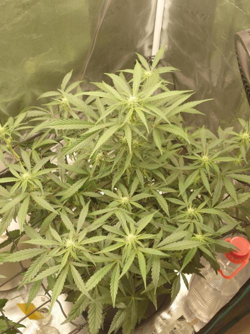 Guava Sundae - Indoor Grow. Week 6