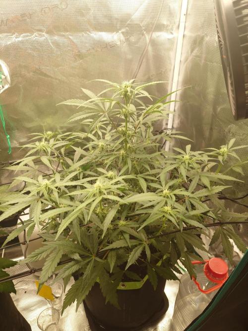 Guava Sundae - Indoor Grow. Week 6