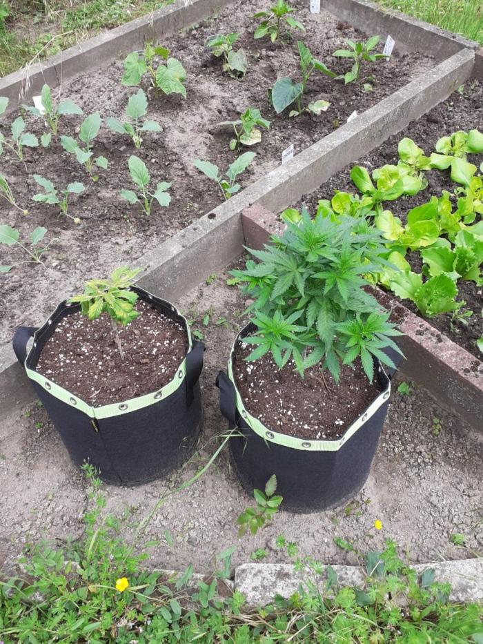 Granny´s Outdoor #2 - Somango. Week 10