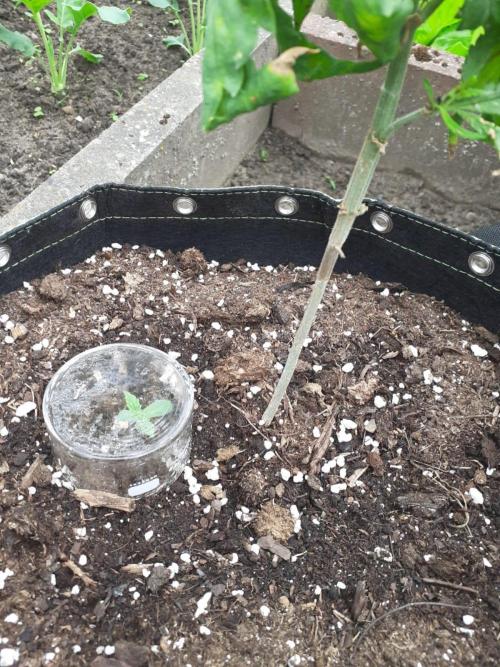 Granny´s Outdoor #1 - FB + Applestrudel. Week 11