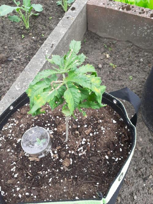 Granny´s Outdoor #1 - FB + Applestrudel. Week 11