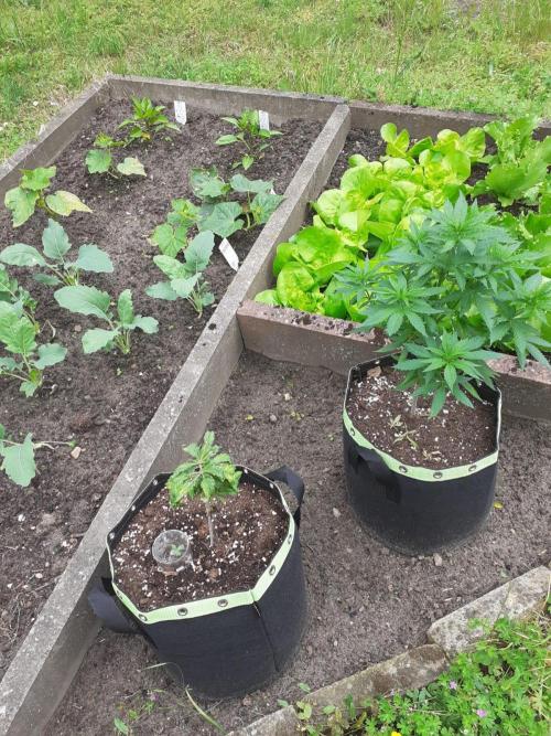 Granny´s Outdoor #1 - FB + Applestrudel. Week 11