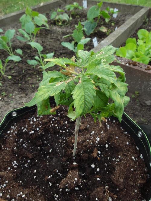 Granny´s Outdoor #1 - FB + Applestrudel. Week 11
