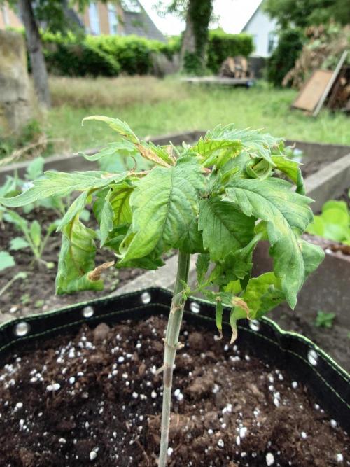 Granny´s Outdoor #1 - FB + Applestrudel. Week 11