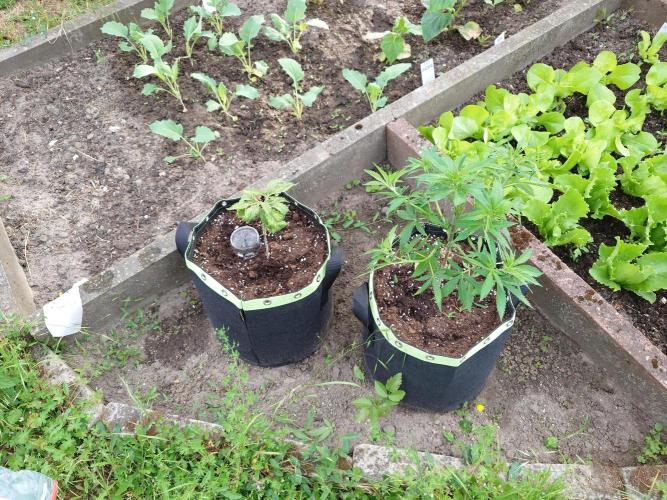 Granny´s Outdoor #1 - FB + Applestrudel. Week 11