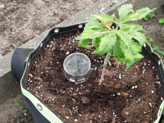 Granny´s Outdoor #1 - FB + Applestrudel. Week 11