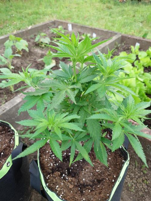 Granny´s Outdoor #2 - Somango. Week 11