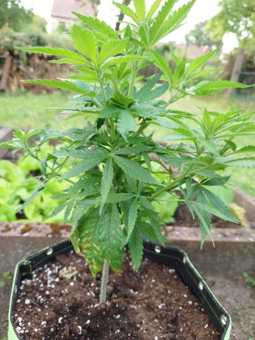 Granny´s Outdoor #2 - Somango. Week 11
