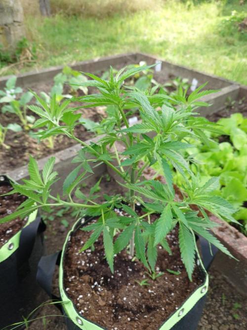 Granny´s Outdoor #2 - Somango. Week 11