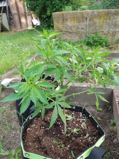 Granny´s Outdoor #2 - Somango. Week 11