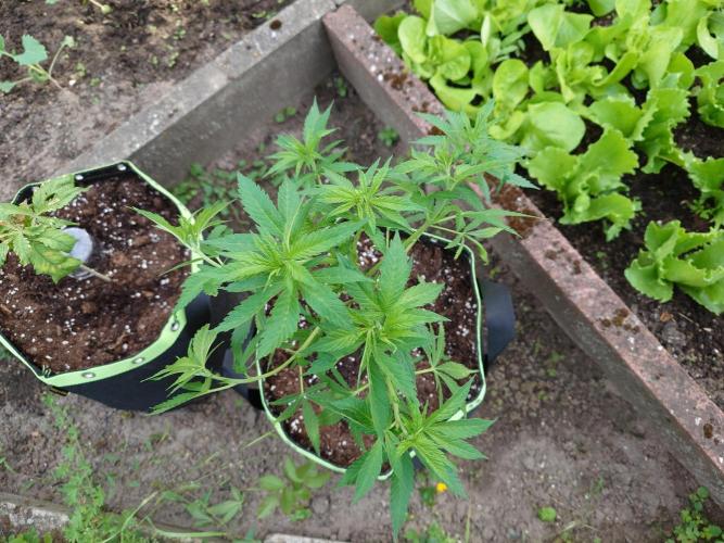 Granny´s Outdoor #2 - Somango. Week 11