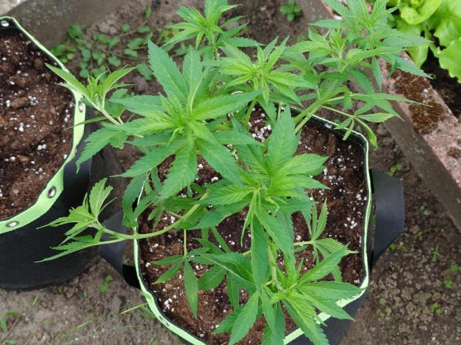 Granny´s Outdoor #2 - Somango. Week 11