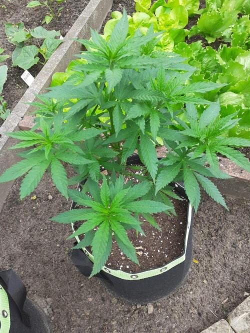 Granny´s Outdoor #2 - Somango. Week 11
