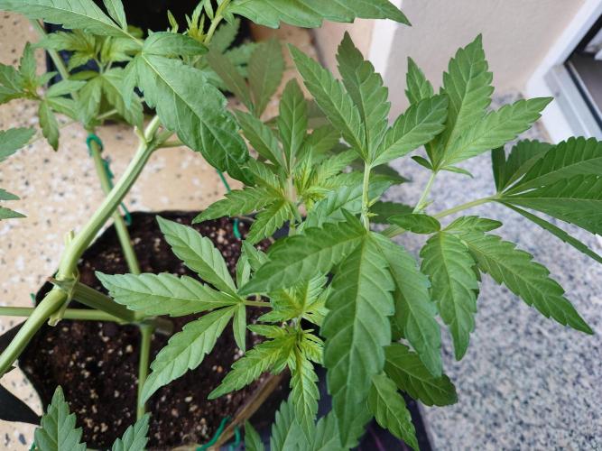 Watermelon - Out and In. Week 7