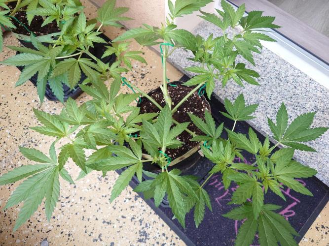 Watermelon - Out and In. Week 7