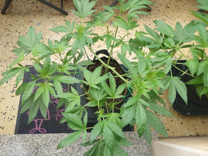 Watermelon - Out and In. Week 7