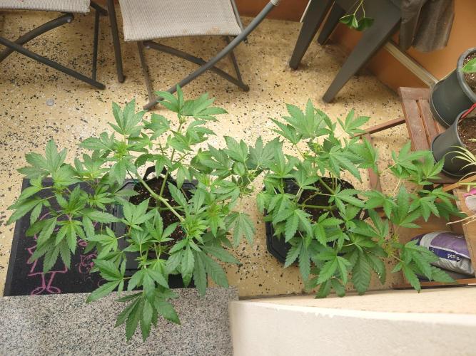 Watermelon - Out and In. Week 7